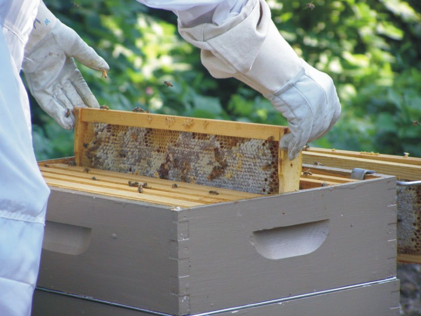 Αποτέλεσμα εικόνας για θεματα μελισσοκομιας